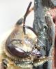 Megachile willughbiella